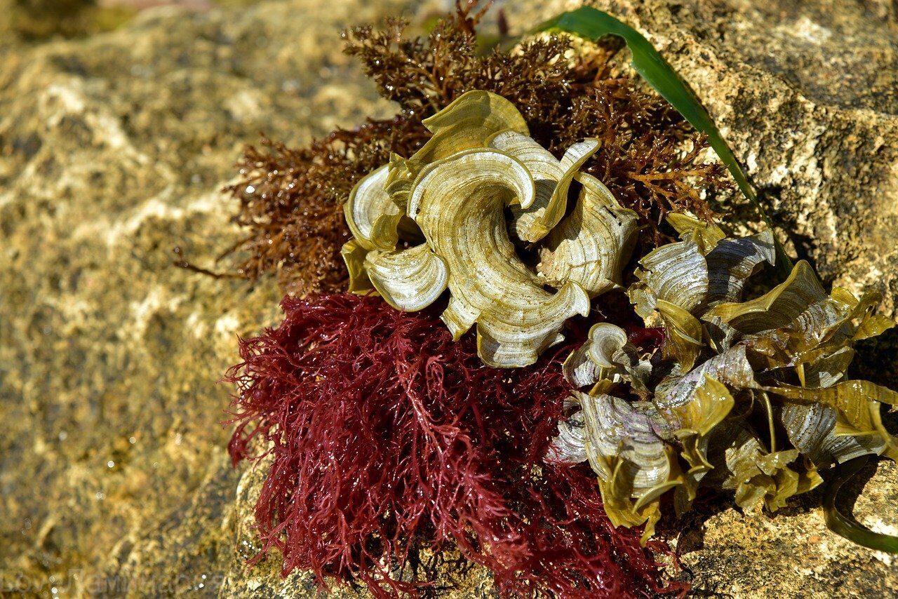 Полезные морские водоросли